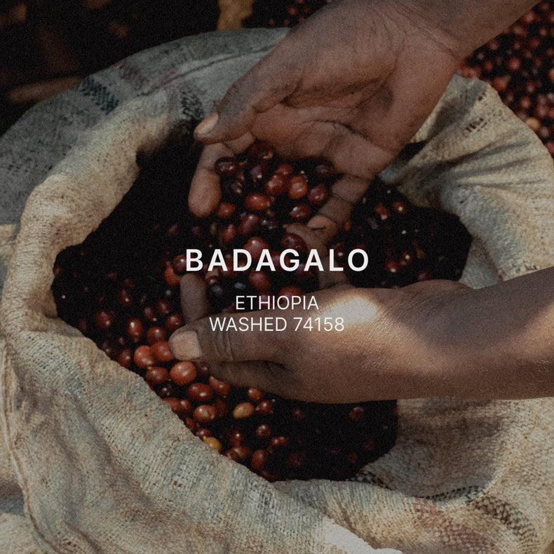 Mazelab - Badagalo Basha Bekele Washed 7514 | Ethiopia