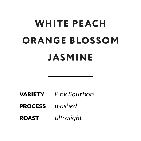 H&S Roasters - La Esperanza Brayan, Washed Pink Bourbon | Colombia