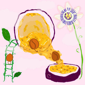 Hydrangea - Purple Caturra, Passionfruit Co-Ferment - Finca Monteblanco - Sigma Coffee UK