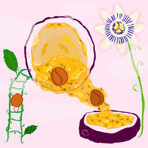Hydrangea - Purple Caturra, Passionfruit Co-Ferment - Finca Monteblanco