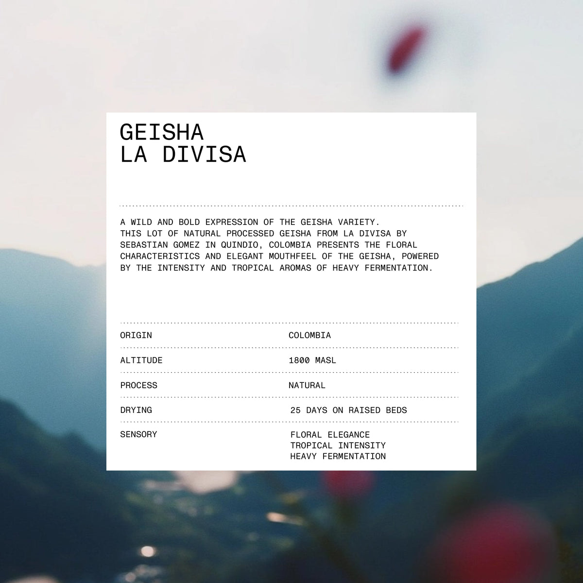 POMA - Mixed Drip Pack - Bourbon Aji & Natural Geisha | Colombia - Sigma Coffee UK
