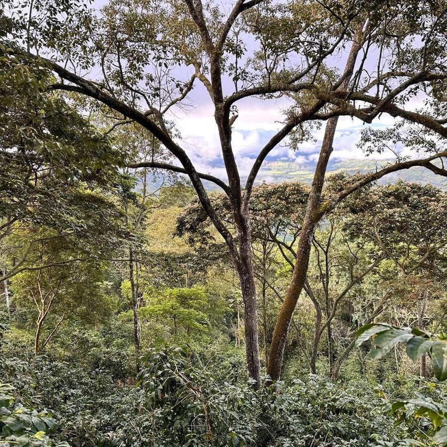 Mirra Coffee - Servio Gonzalez Natural Geisha | Ecuador