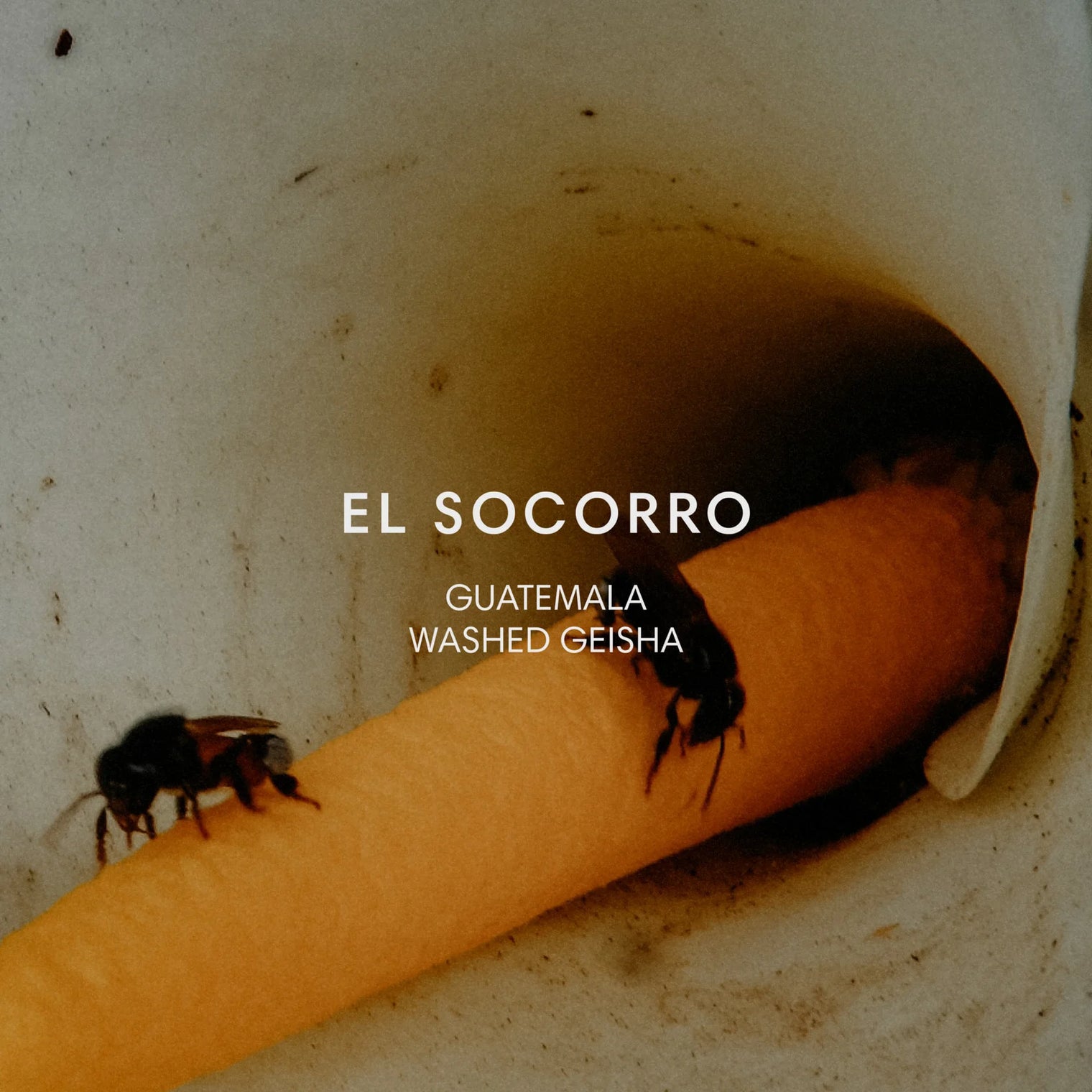 Mazelab - El Socorro, Washed Gesha | Guatemala