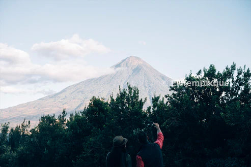 Prodigal - Cup of Excellence Guatemala #7 – Granja El Tempixque, Washed Catuaí