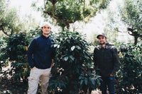 Prodigal - Cup of Excellence Guatemala #7 – Granja El Tempixque, Washed Catuaí