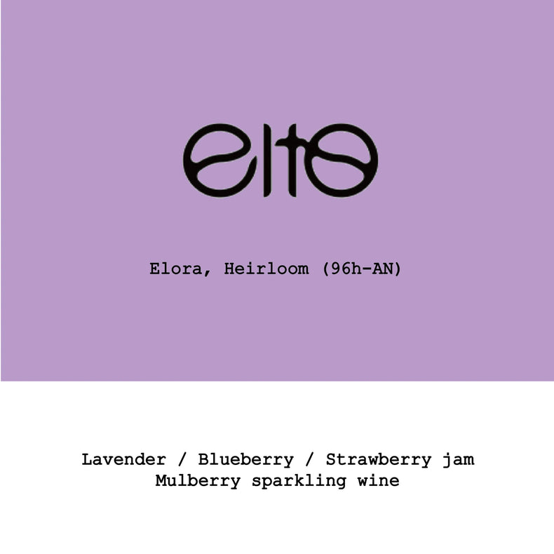 Goût & Co - Elto Coffee-Elora Heirloom 96h Anaerobic Natural | Ethiopia