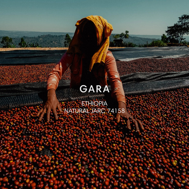 Mazelab - Gara Agena Smallholder Farmers JARC 74158