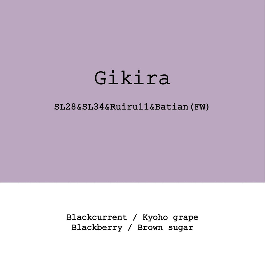 Goût & Co - Gikira Estate SL28, SL34, Ruiru11, Batian Fully Washed | Kenya