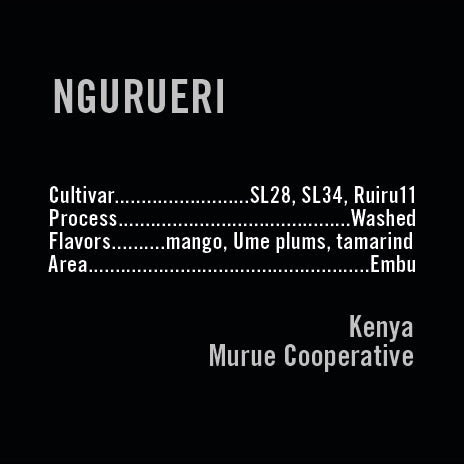 Apollon's Gold - Ngurueri Washed | Kenya