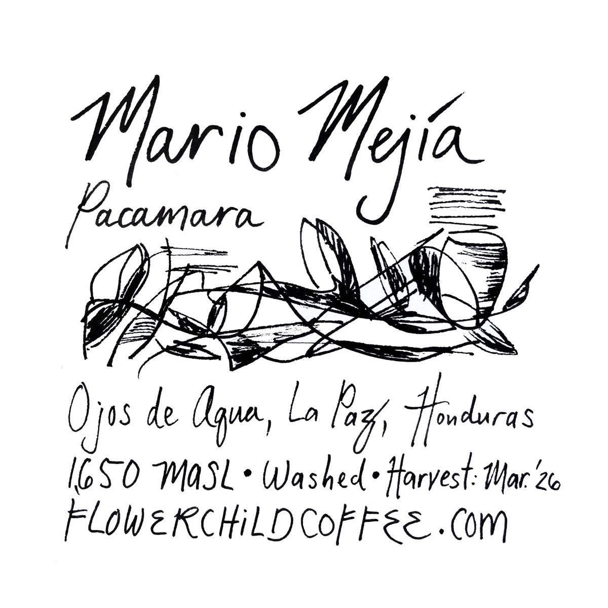 Flower Child Coffee - Mario Mejía Washed Pacamara | Honduras