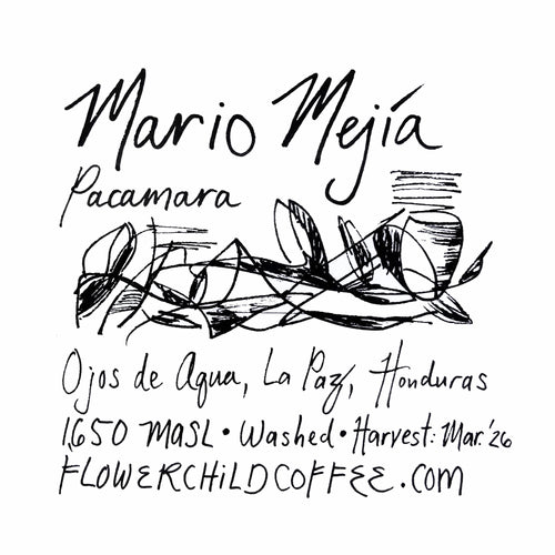 Flower Child Coffee - Mario Mejía Washed Pacamara | Honduras