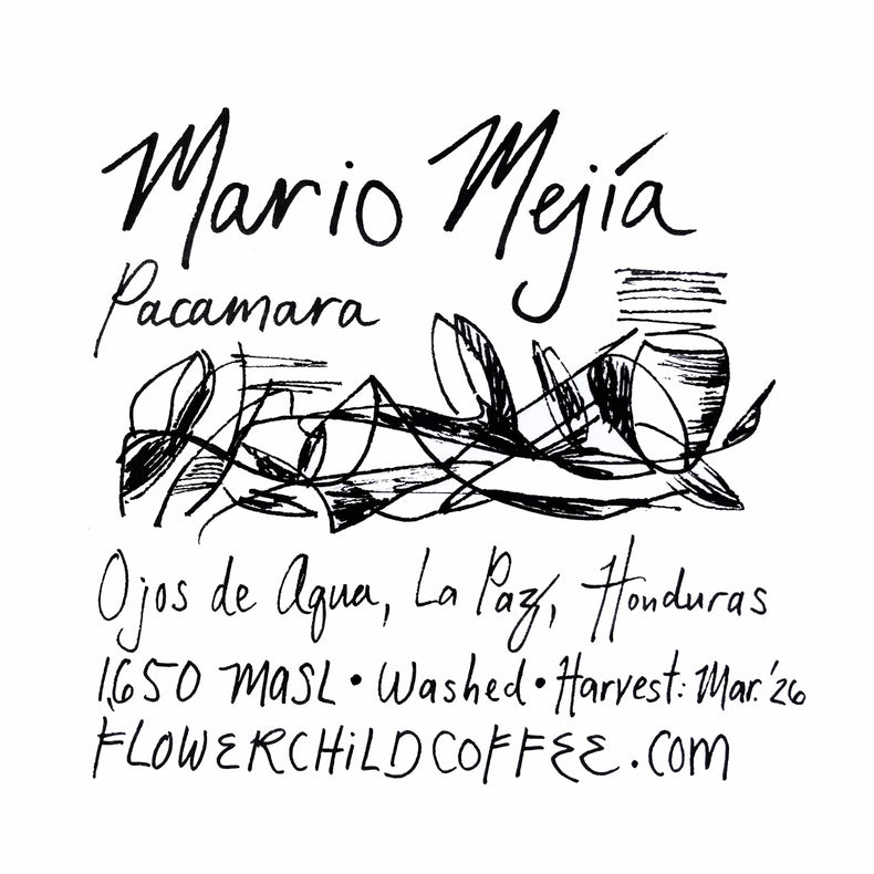Flower Child Coffee - Mario Mejía Washed Pacamara | Honduras