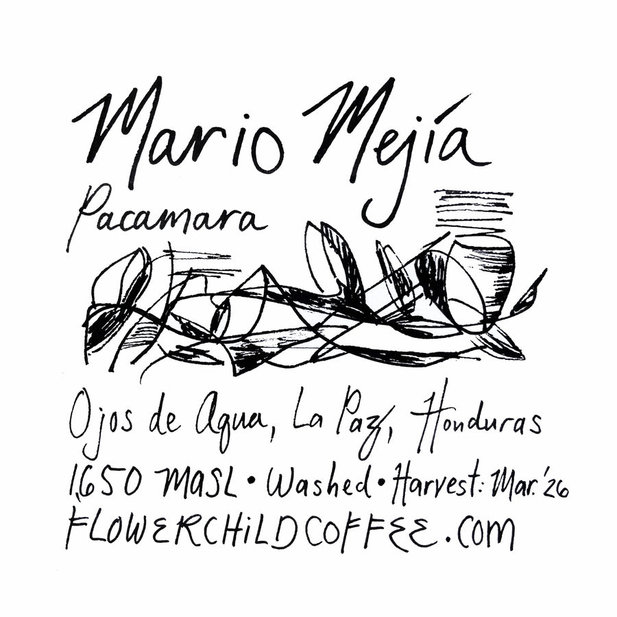 Flower Child Coffee - Mario Mejía Washed Pacamara | Honduras