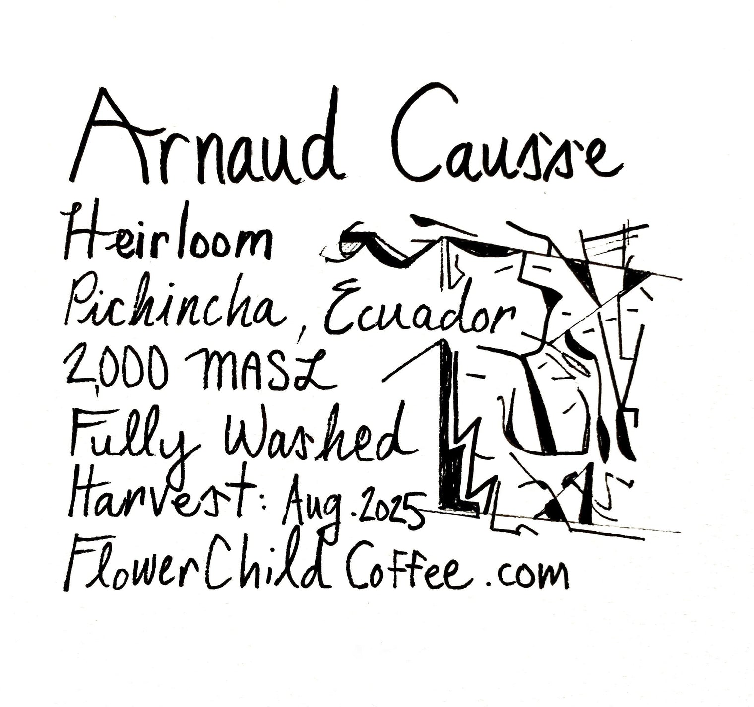 Flower Child Coffee - Arnaud Causse Heirloom - Sigma Coffee UK