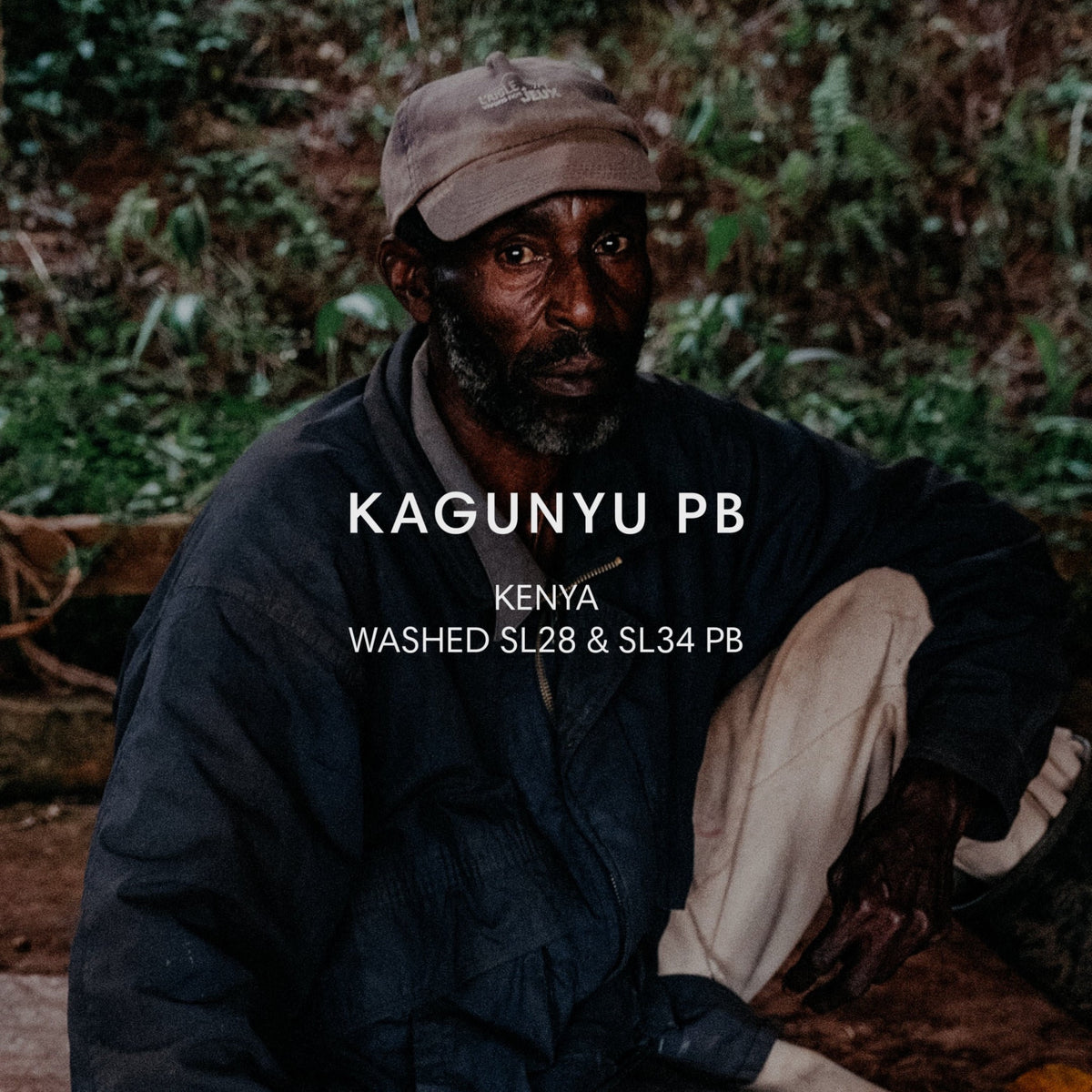 Mazelab - Kagunyu SL28 & SL34 PB | Kenya