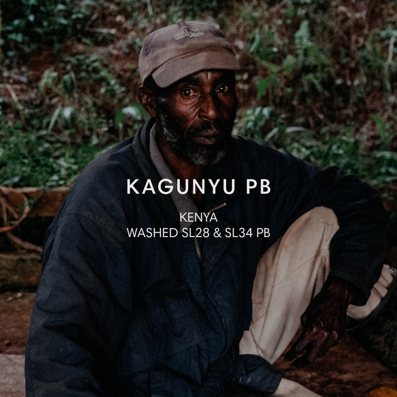 Mazelab - Kagunyu SL28 & SL34 PB | Kenya
