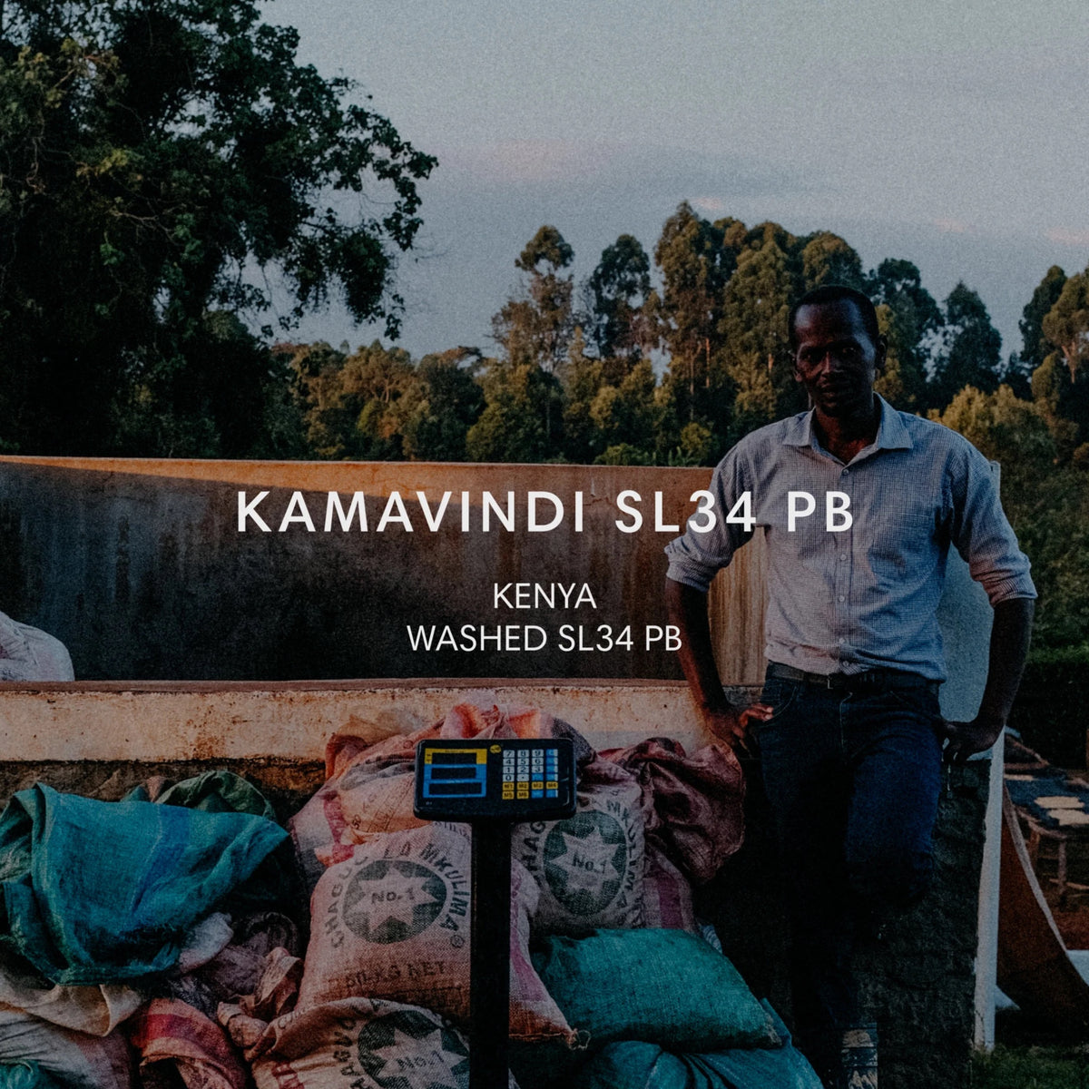 Mazelab - Mbature Family Kamavindi Estate SL34 Peaberry