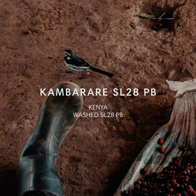 Mazelab - Gerald Njagi Kambarare SL28 Peaberry