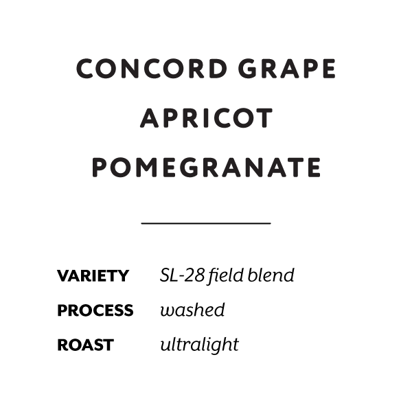 H&S Roasters - Kiamwangi Washed AB | Kenya