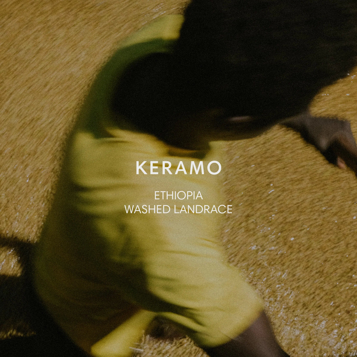 Mazelab - Keramo, Washed Landrace | Ethiopia – Sigma Coffee UK