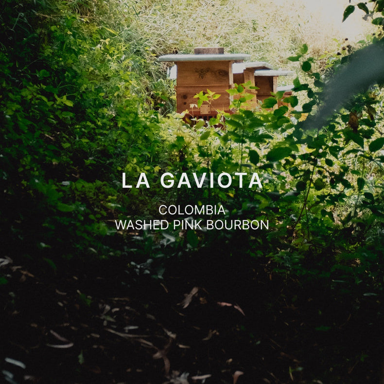 Mazelab - La Gaviota Washed Pink Bourbon | Colombia