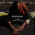 Mazelab - Muntasha, Natural JARC 74158 | Ethiopia - Sigma Coffee UK