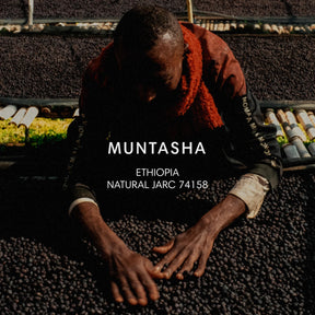 Mazelab - Muntasha, Natural JARC 74158 | Ethiopia - Sigma Coffee UK