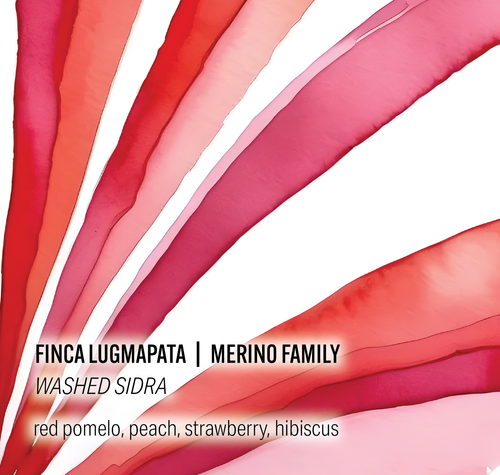 Moonwake Coffee Roasters - Merino Family, Finca Lugmapata - Washed Sidra | Ecuador - Sigma Coffee UK