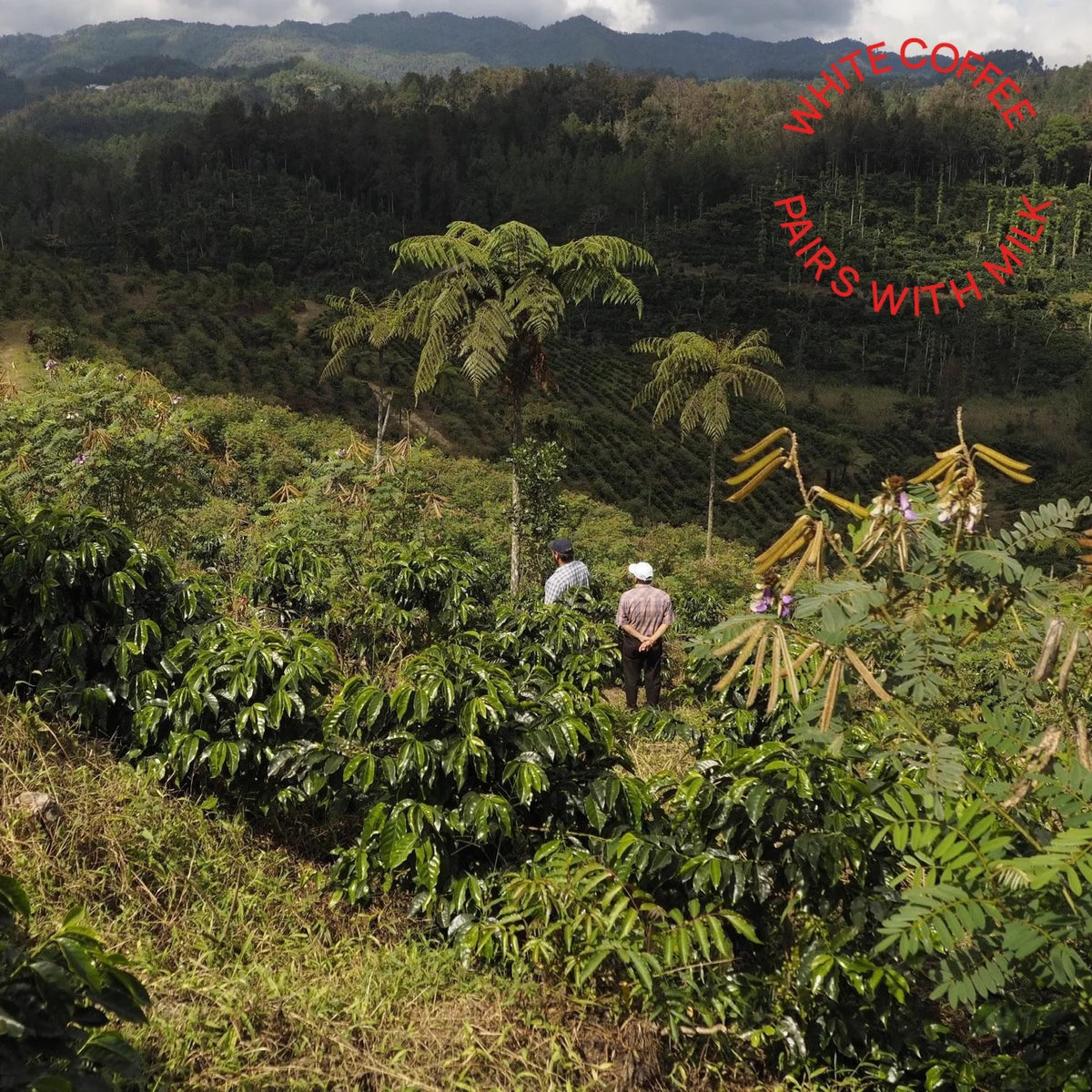 Mirra Coffee - Luis Valdez Washed Field Blend | Guatemala