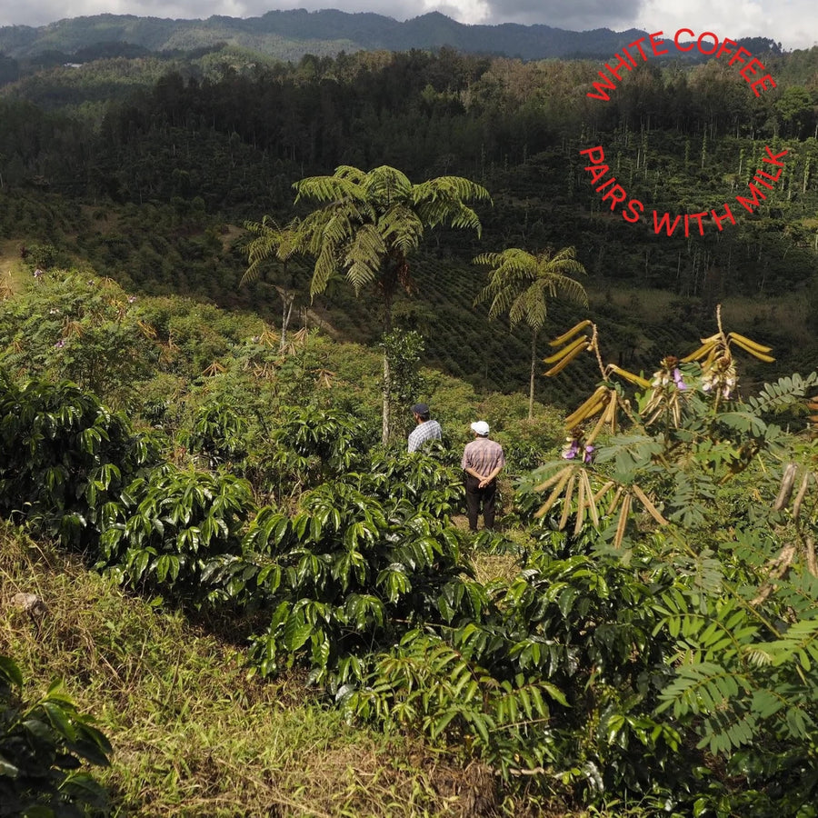 Mirra Coffee - Luis Valdez Washed Field Blend | Guatemala