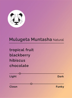 Black & White - Mulugeta Muntasha - Natural - Sigma Coffee UK