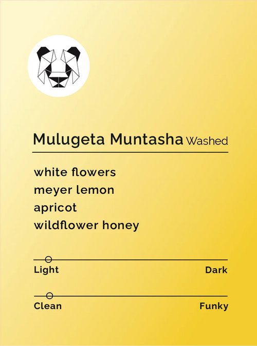 Black & White - Mulugeta Muntasha - Washed | Ethiopia