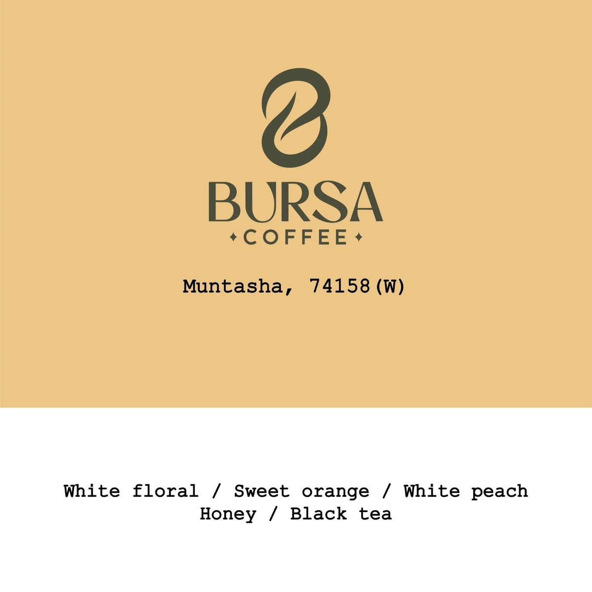Goût & Co - Muntasha 74158 Washed | Ethiopia
