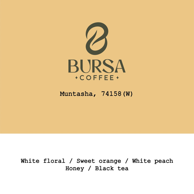 Goût & Co - Muntasha 74158 Washed | Ethiopia