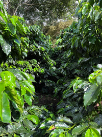 Flower Child - Pepe Jijon Mejorado