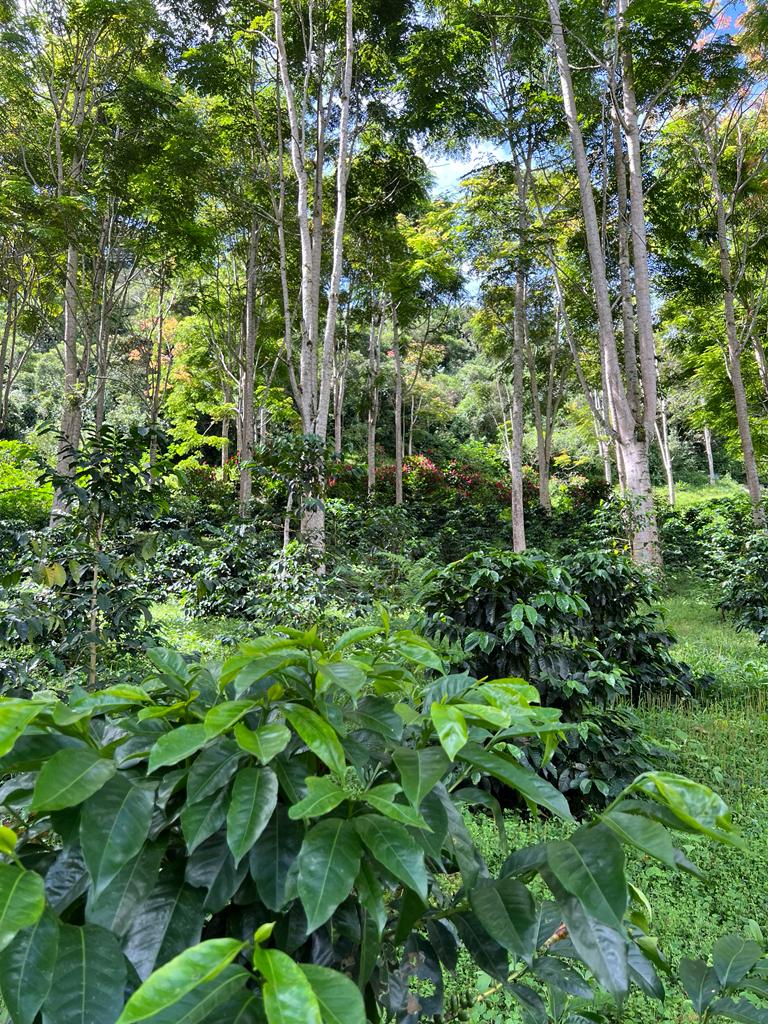 Flower Child - Pepe Jijon Mejorado