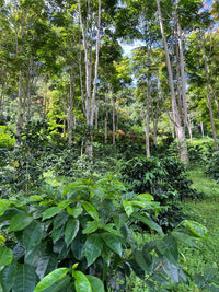 Flower Child - Pepe Jijon Mejorado