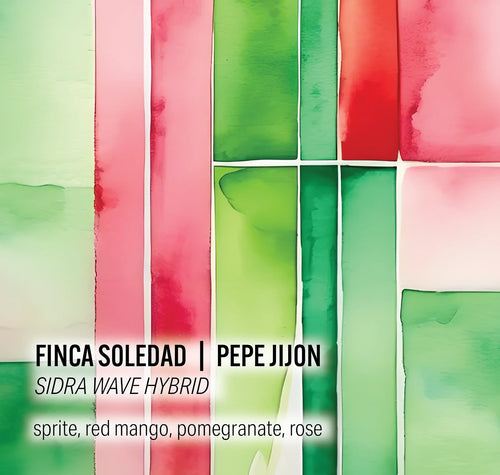 Moonwake - Pepe Jijon, Finca Soledad - Sidra Wave Hybrid - Ecuador - Sigma Coffee UK