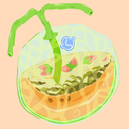 Hydrangea - Castillo Rose Tea - Finca El Paraiso