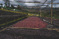 Flower Child - Rumudamo - Washed Landrace