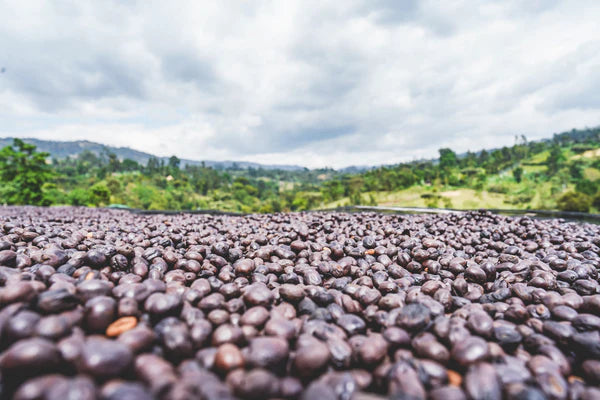 Flower Child - Rumudamo - Washed Landrace