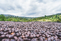 Flower Child - Rumudamo - Washed Landrace
