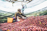 Flower Child - Rumudamo - Washed Landrace