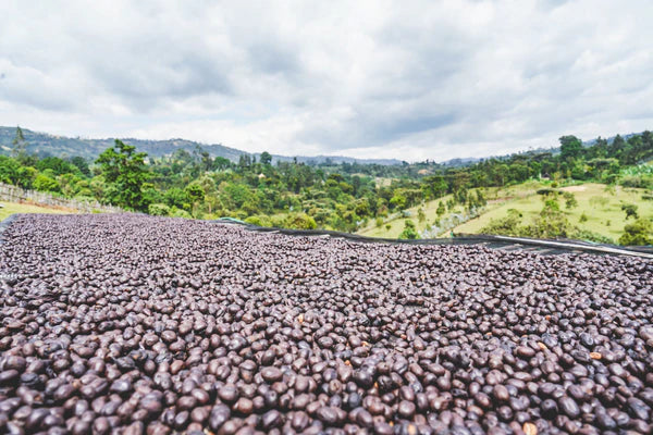 Flower Child - Rumudamo - Washed Landrace