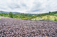 Flower Child - Rumudamo - Washed Landrace