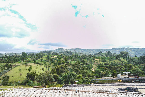 Flower Child - Rumudamo - Washed Landrace