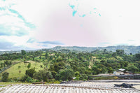 Flower Child - Rumudamo - Washed Landrace