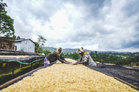 Flower Child - Rumudamo - Washed Landrace