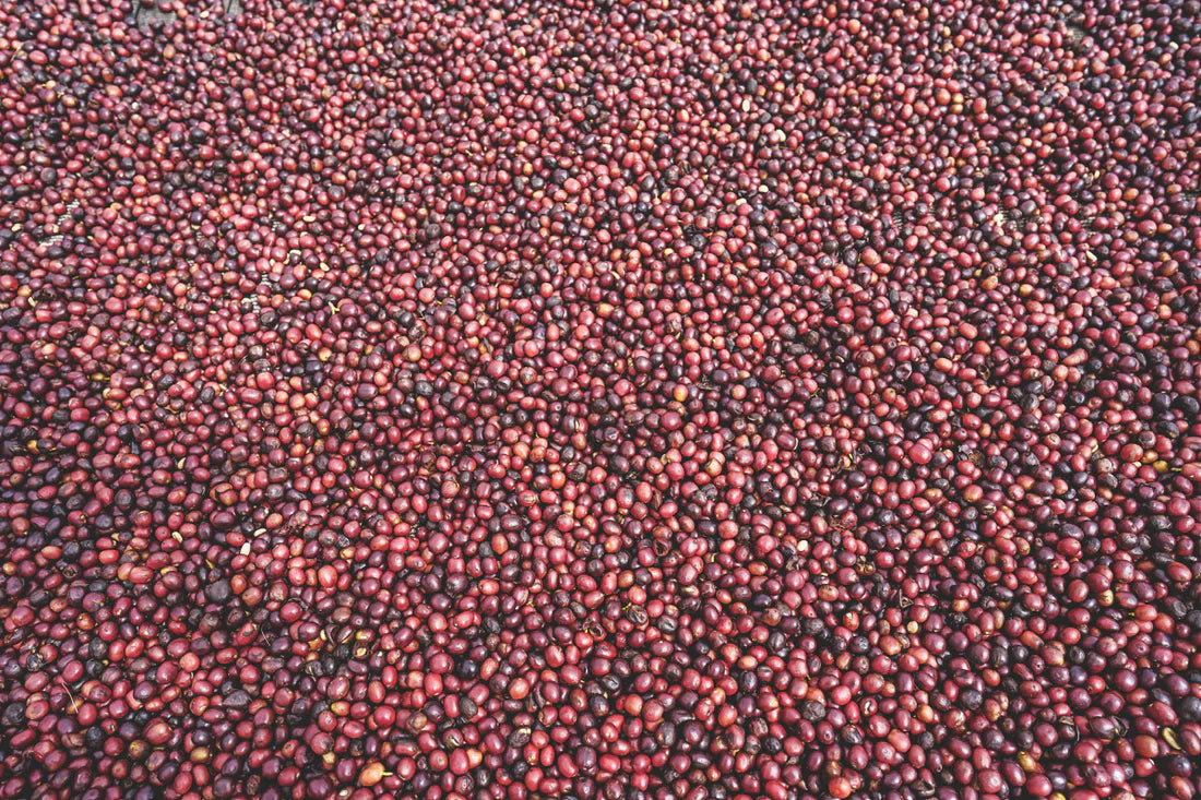 Flower Child - Rumudamo - Washed Landrace