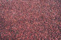 Flower Child - Rumudamo - Washed Landrace